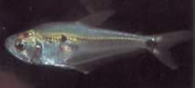 Roeboides dayi (Glazen tetra)