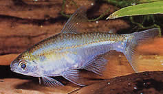 Saccoderma melanostigma (Black Spot vesiculaire tetra)