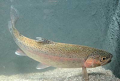 Salmo gairdneri Regenboog forel