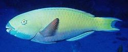 Scarus ghobban (Vissen)