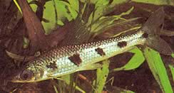 Schizodon fasciatus (Fasciated Schizodon)