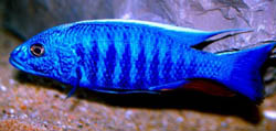 Scianochromis fryeri Elektrisch blauw