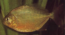 Serrasalmus calmoni (Donkere Piranha, Calmon Piranha)