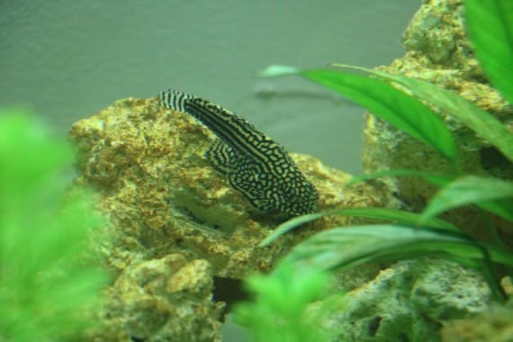 Sewellia Lineolata (Loche luipaard)