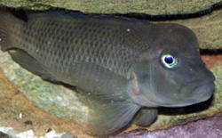 Steatocranus casuarius