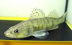 Stizostedion lucioperca (Sorteerder)