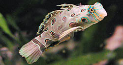 Synchiropus picturatus Mandarijn gelegd