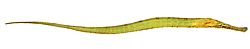 Syngnathoides biaculeatus (Oubollige zee naald)