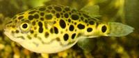 Tetraodon schoutedeni Congo Tetraodon, Leopard Tetraodon