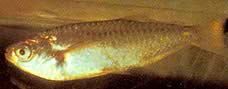 Triportheus albus Tetra-maker met gele vinnen