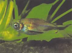 Triportheus rotundatus (Ronde kruisboog Tetra)