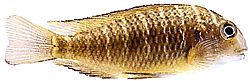 Tropheus moorii (Topheus moorii)