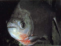 Utiaritichthys sennaebragai Red Belly Piranha