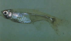 Xenurobrycon macropus (Brycon in Gros-Yeux)