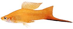 Xiphophorus helleri Schoolhouder (xipho)