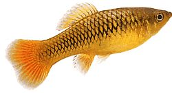 Xiphophorus variatus Platte papegaai