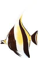 Zanclus canescens (Snijmans)