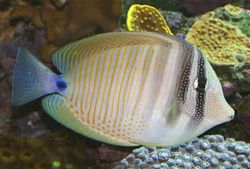 Zebrasoma desjardinii Chirurg-